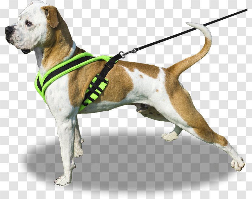 Dog Breed American Bulldog Leash Harness - Collar Transparent PNG