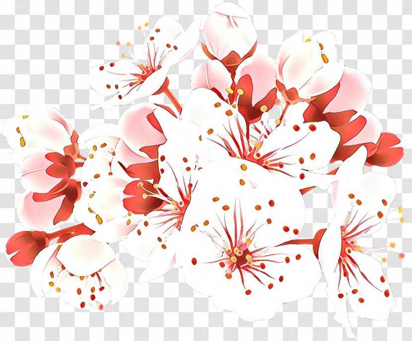 Cherry Blossom Clip Art Image - Plant Transparent PNG