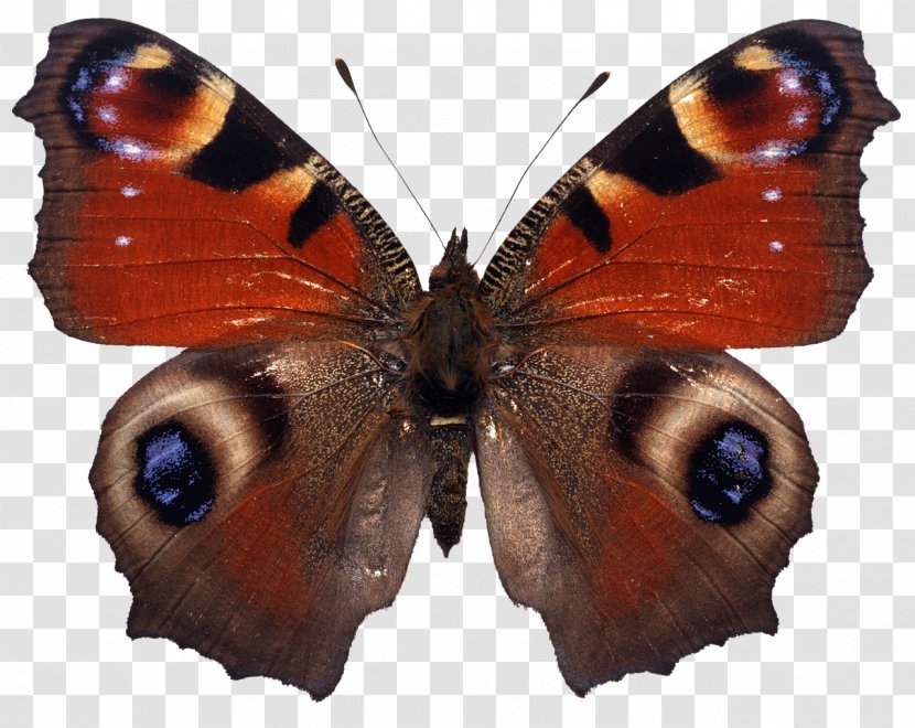 Butterfly Stock Photography - Peacock Transparent PNG