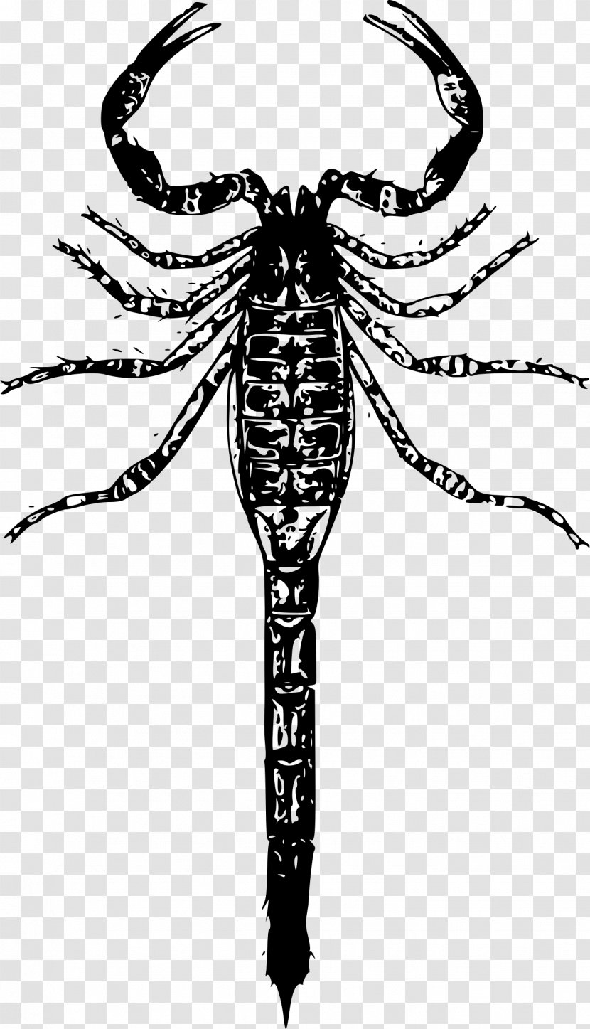 Scorpion T-shirt - Arthropod - Scorpions Transparent PNG