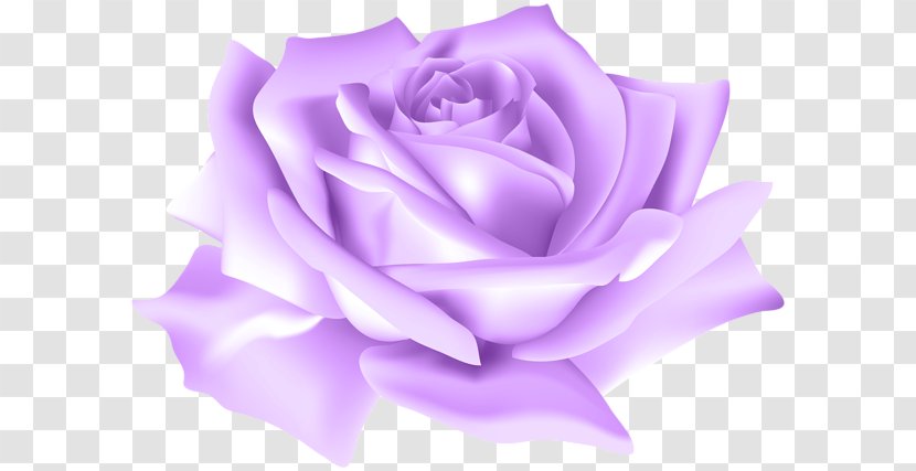 Blue Rose Flower Clip Art - Purple Transparent PNG