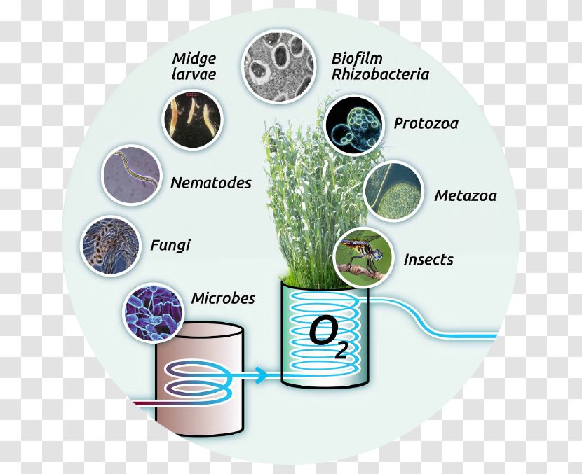 Sewage Wastewater Tree Well World - Resource - Wate Water Bacterial Growth Transparent PNG
