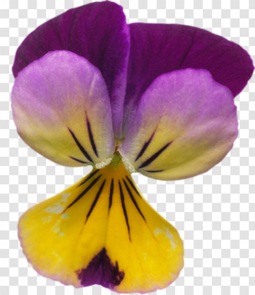 Taken Over Pansy Violet Purple Lilac Transparent PNG