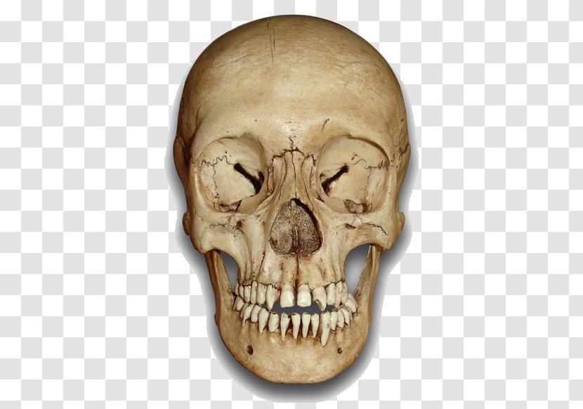 Skull Skeleton Clip Art Image - Silhouette Transparent PNG