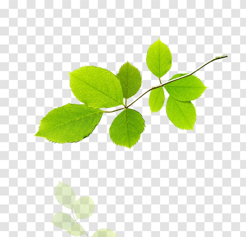 Leaf Tree Stock Illustration - Fotosearch Transparent PNG