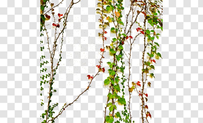 Parthenocissus Tricuspidata Download - Blossom - Green Tiger Transparent PNG