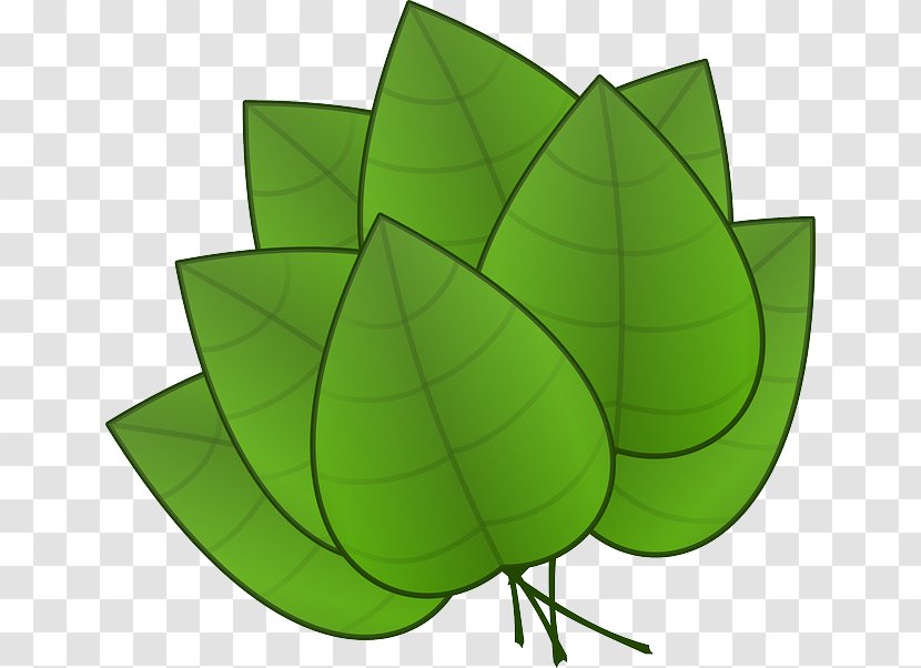 Leaf Clip Art - Drawing - Green Leaves Potted Buckle Transparent PNG