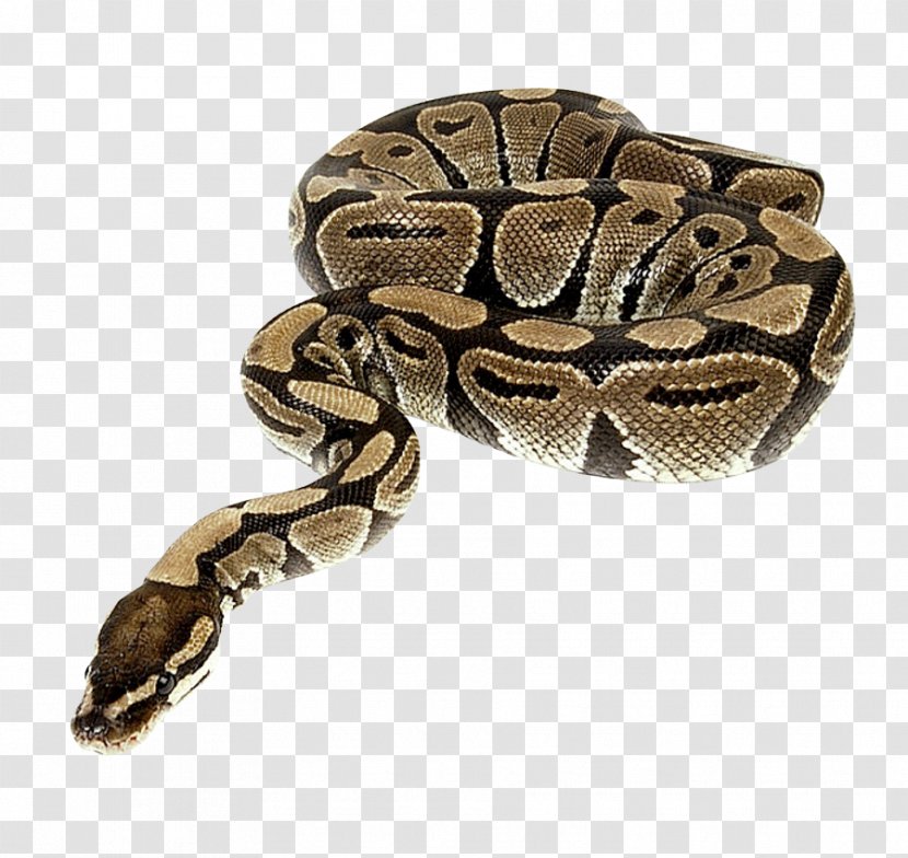 Snake Python Reptile - Boas Transparent PNG