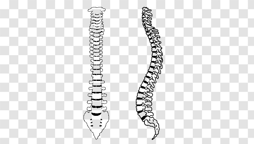 Eurogimnàs Vertebral Column Drawing Bone - Tree Transparent PNG