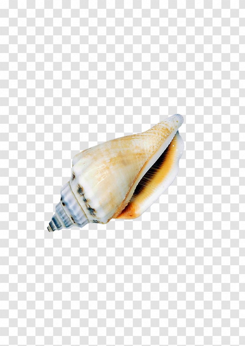 Conch Seashell Icon - Conchology Transparent PNG