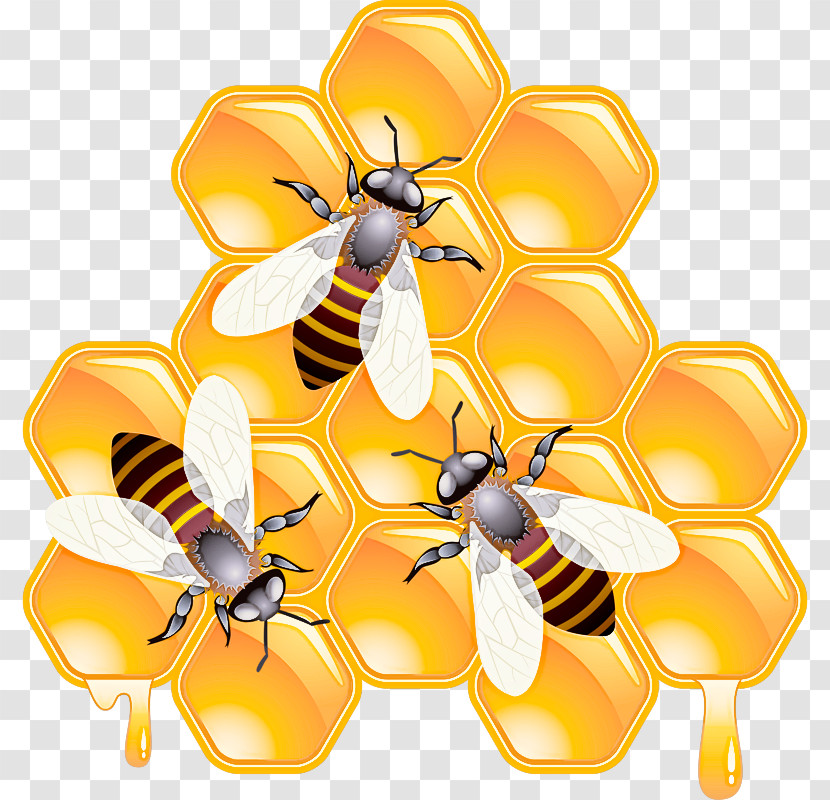 Honeybee Bee Insect Eumenidae Membrane-winged Insect Transparent PNG
