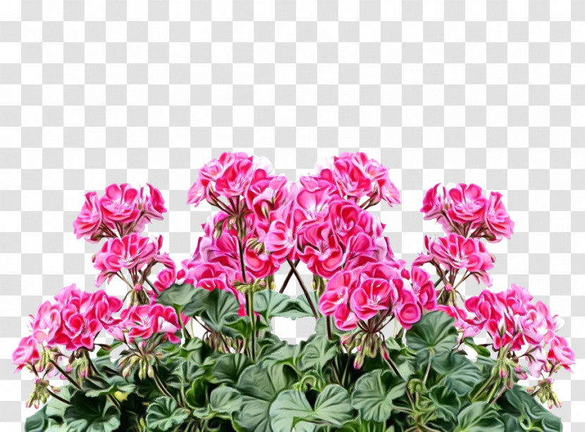 Flower Plant Pink Petal Magenta Transparent PNG