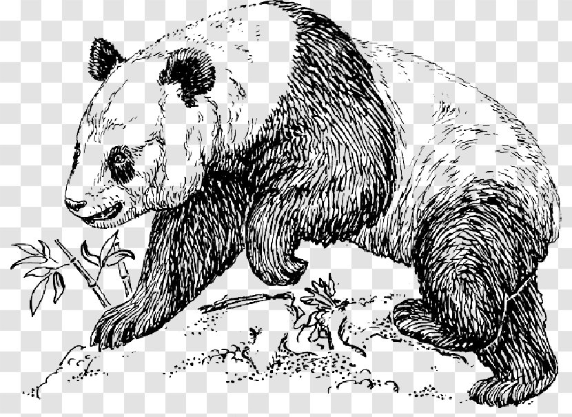 Giant Panda Drawing Endangered Species Bear Clip Art - Line - Zoology Transparent PNG