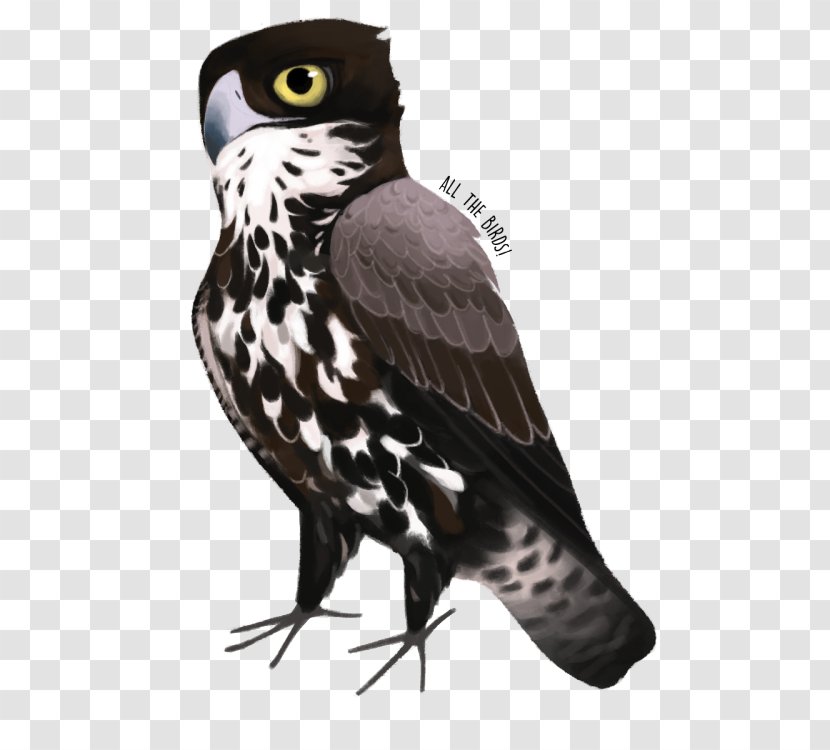 Owl Hawk Eagle Beak Falcon - Bird Transparent PNG