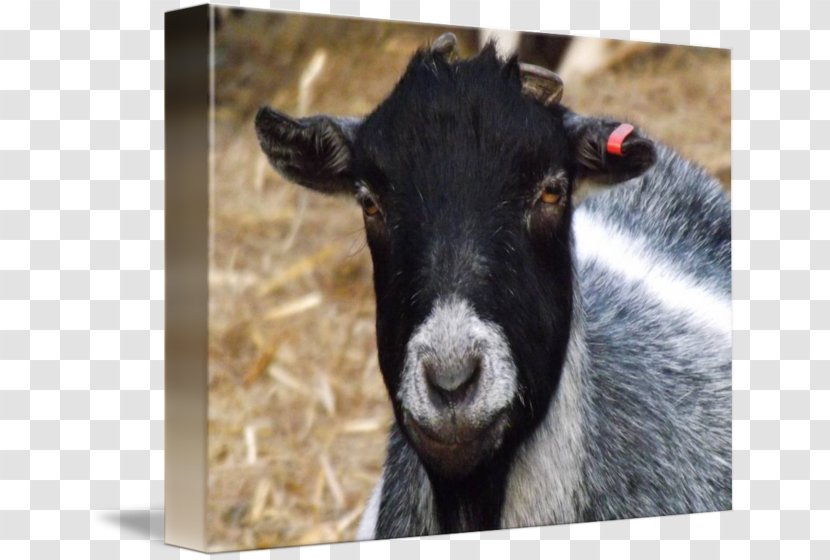 Goat Imagekind Sheep Art Poster - Goats Transparent PNG