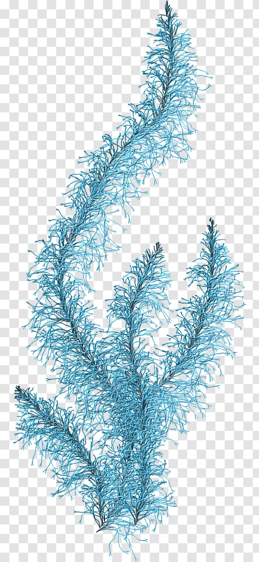 Coral Algae Aquatic Plants Clip Art - Turquoise Transparent PNG