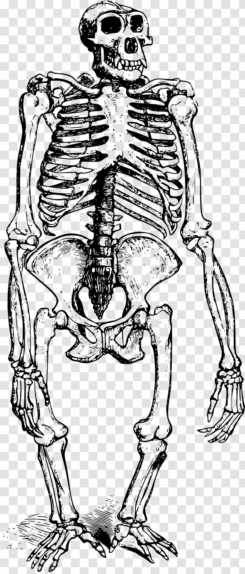Gorilla Human Skeleton Bone Skull - Heart Transparent PNG