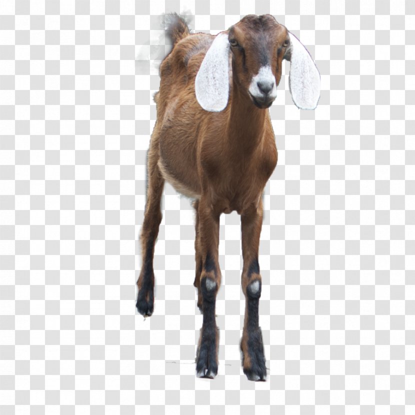 Goat Sheep Transparent PNG