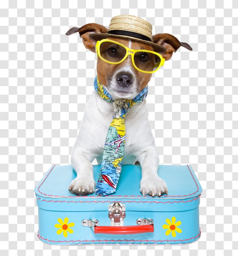 Dog Puppy Pet Sitting Travel - Clothes - Handsome Transparent PNG