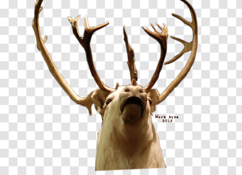 Reindeer Elk Red Deer Santa Claus - Snout Transparent PNG