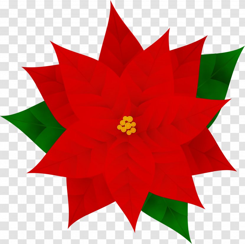 Holly - Poinsettia - Petal Transparent PNG