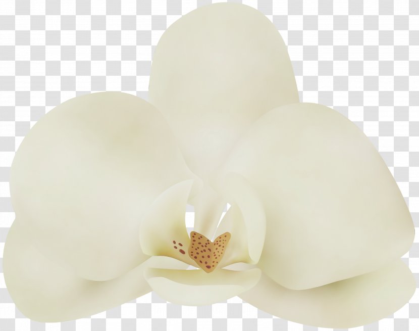 White Petal Flower Moth Orchid Plant - Magnolia Family Candle Transparent PNG