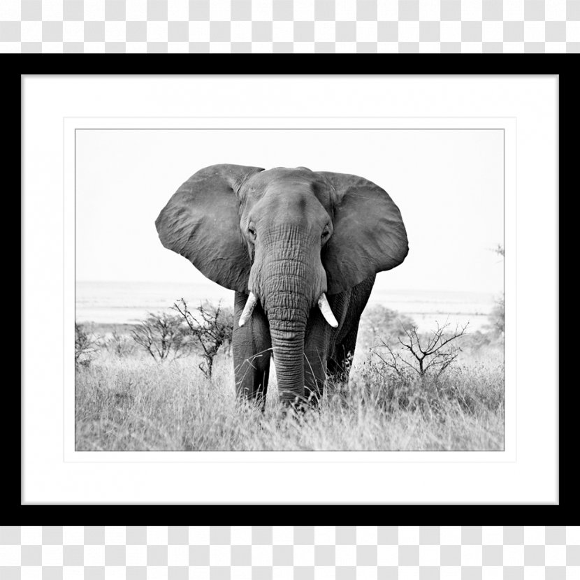 African Elephant Black And White Indian Photography - Canvas Print Transparent PNG