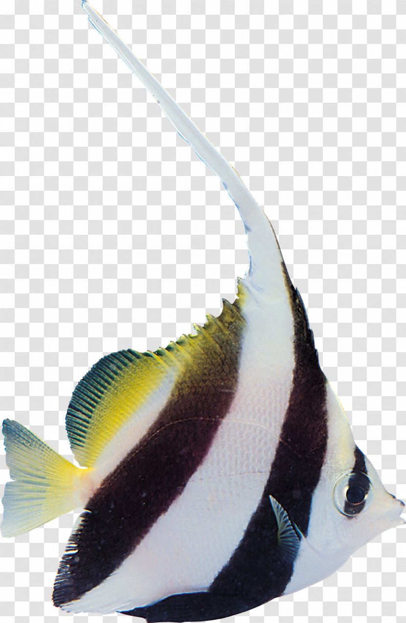 Tropical Fish Yakiniku Sushi Transparent PNG