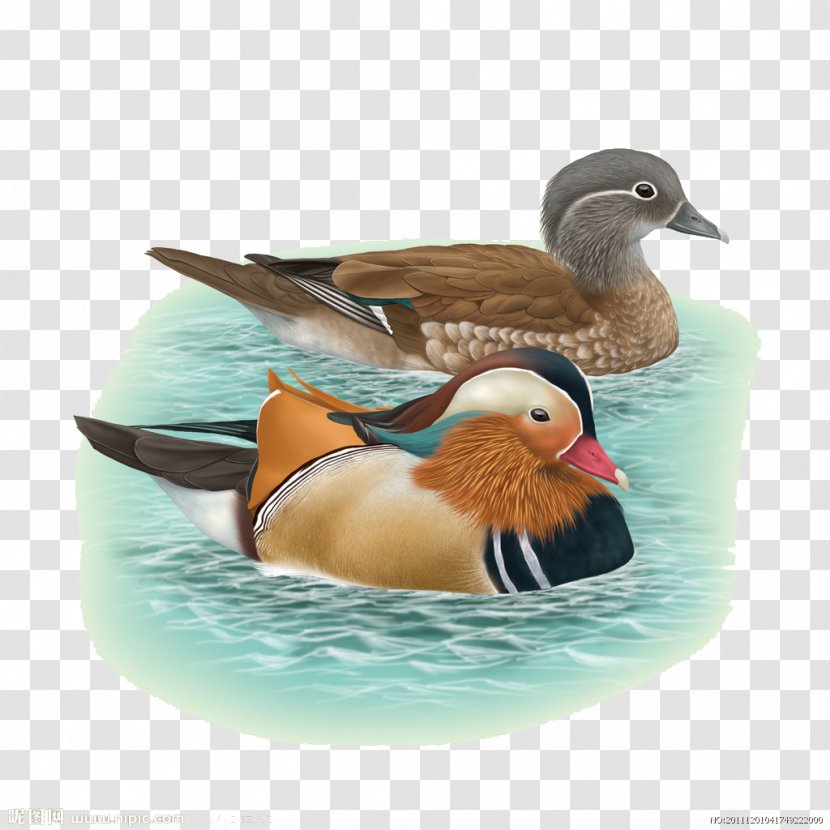 Bird Mandarin Duck Echtpaar Fenghuang - Gold - Bathing Transparent PNG