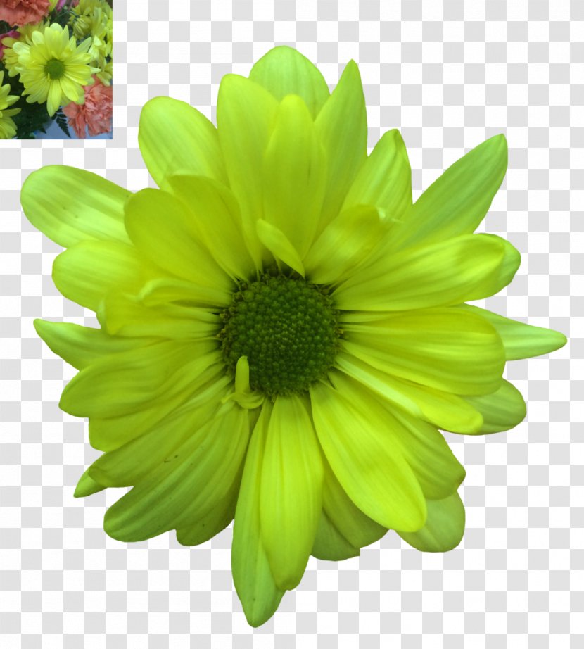 Flower Common Daisy Green Petal - Floral Transparent PNG