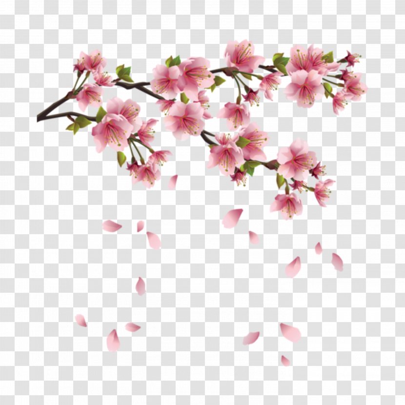 Cherry Blossom Flower Clip Art - Drawing Transparent PNG