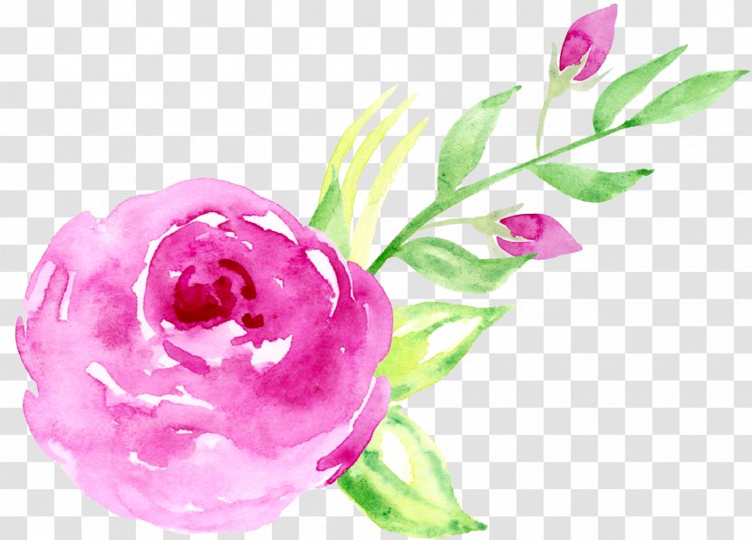 Floral Design Beach Rose Pink Watercolor Painting - Flower Arranging - Hand-painted Roses Decorative Elements Transparent PNG