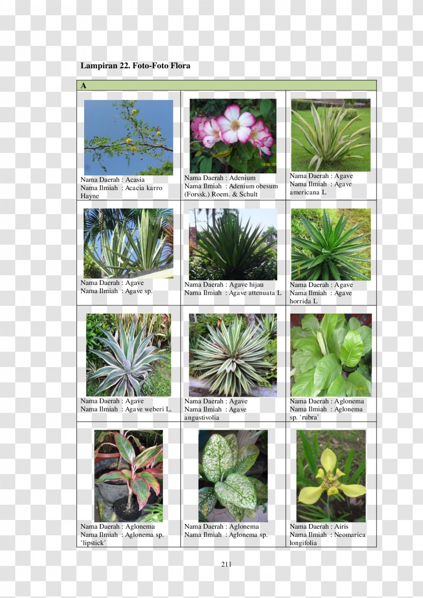 Flowering Plant Herbalism - Flora - Flower Transparent PNG
