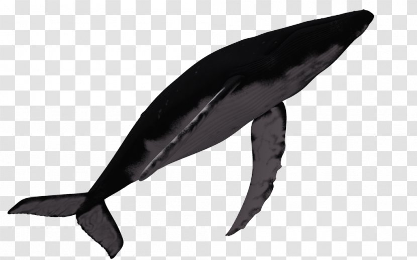 Marine Mammal Humpback Whale Dolphin Transparent PNG