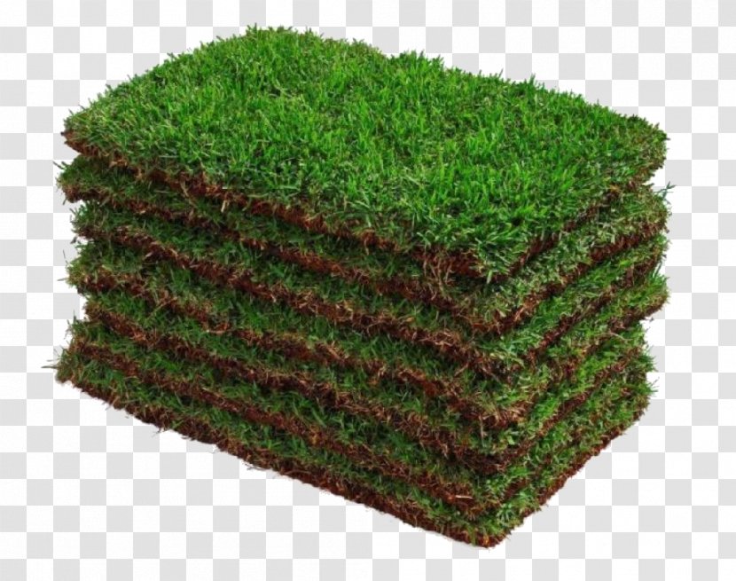 Zoysia Japonica Sowing Square Meter Price Seed - Gram Transparent PNG