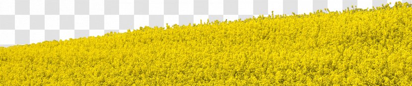 Crop Meadow Rapeseed Field Grasses - Mustard Plant - Clipart Transparent PNG