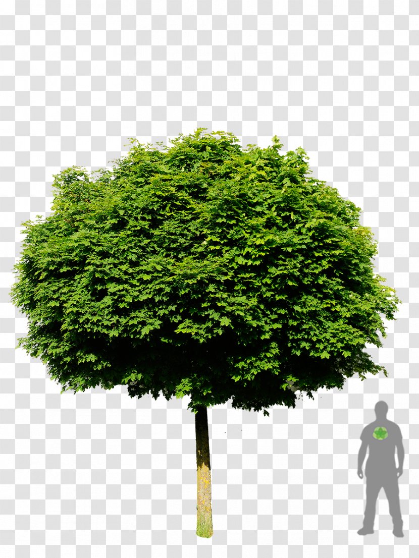 Tree Planting Stock Photography Royalty-free Shrub - Fir-tree Transparent PNG