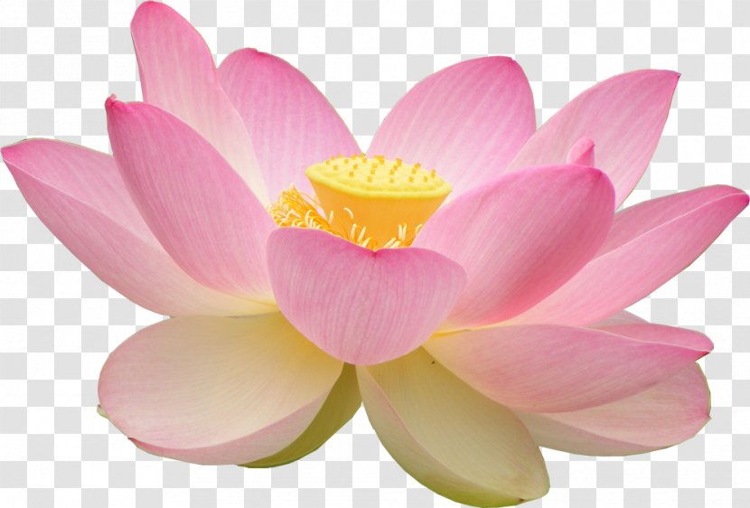 Nelumbo Nucifera Aquatic Plants Egyptian Lotus Lilium Flower - Blossom - Water Lilies Transparent PNG