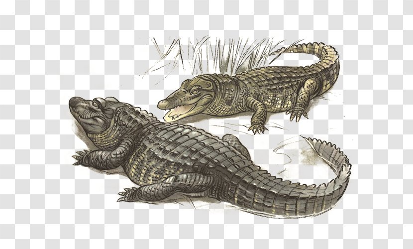 Nile Crocodile American Alligator Fauna Transparent PNG