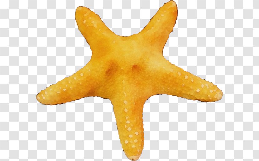 Yellow Star - Paint - Marine Invertebrates Transparent PNG