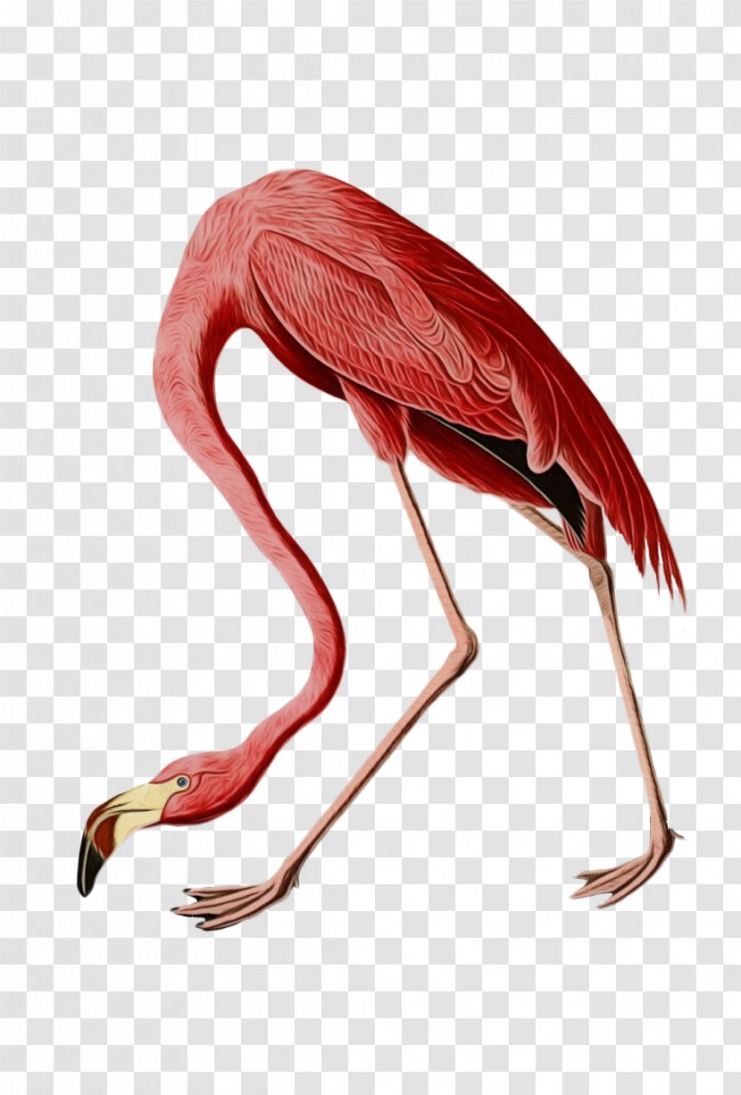 Flamingo Cartoon - Robert Havell - Beak Muscle Transparent PNG