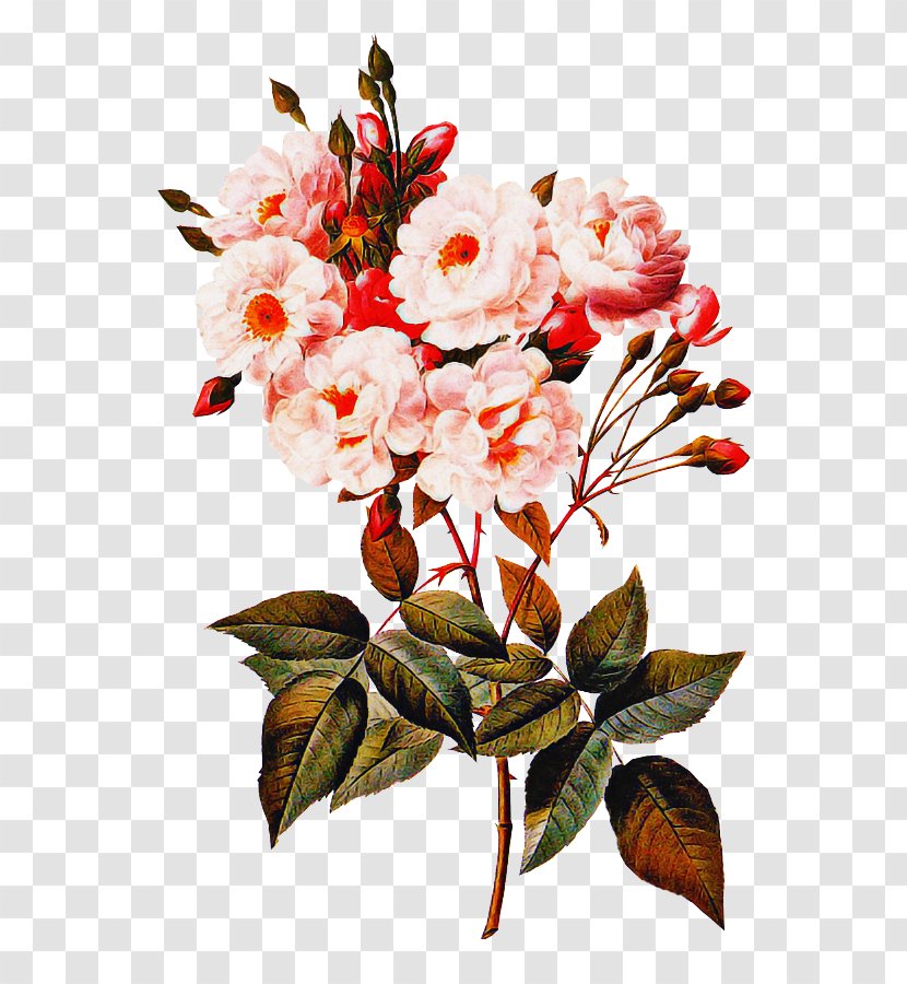 Flowering Plant Flower Branch Blossom - Twig Cut Flowers Transparent PNG
