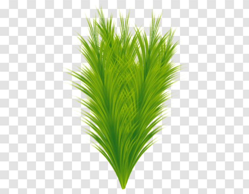 Sweet Grass Terrestrial Plant Leaf Grasses Transparent PNG