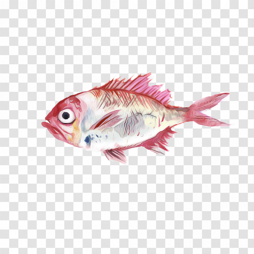Fish Fish Pink Feeder Fish Fish Products Transparent PNG