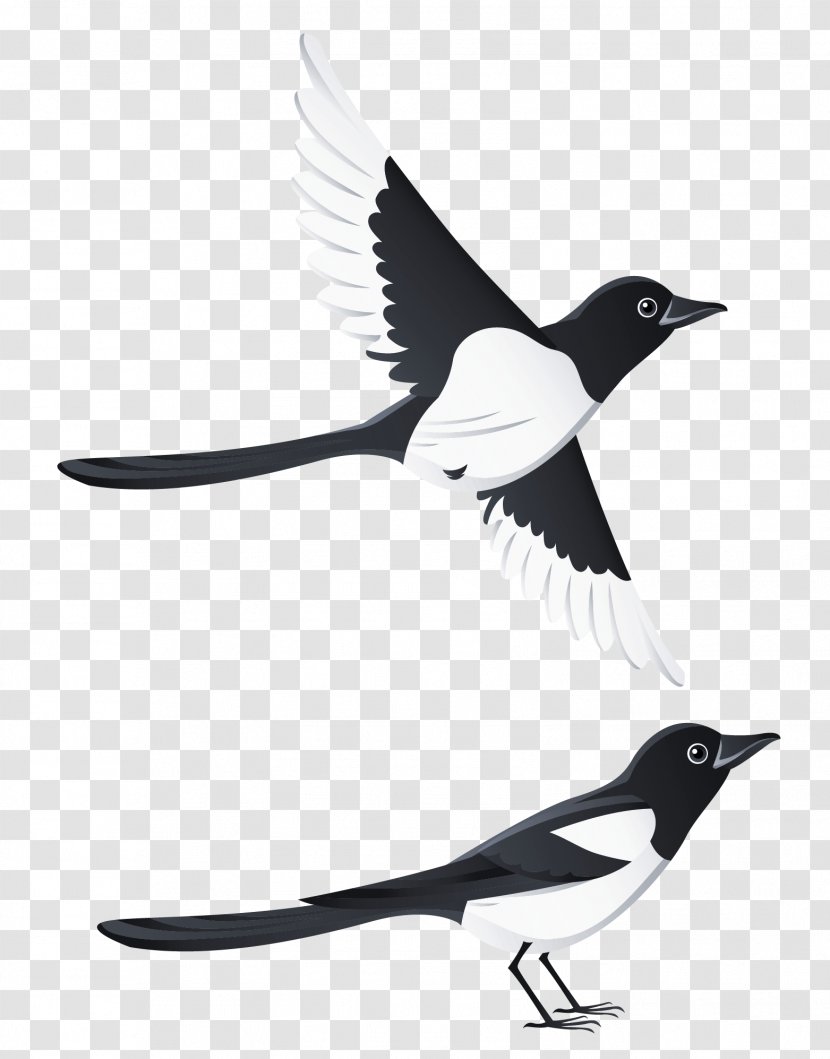 Swallow Bird Beak - Fauna - Swallows Clipart Picture Transparent PNG