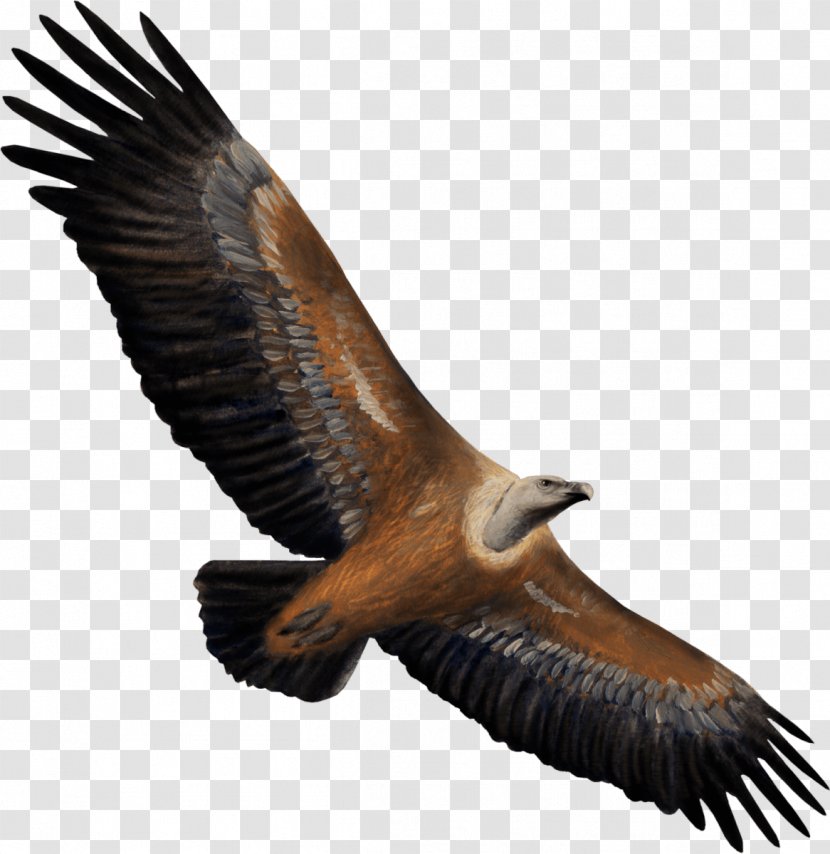 Eagle Vulture Bird Of Prey Hawk - Heart Transparent PNG