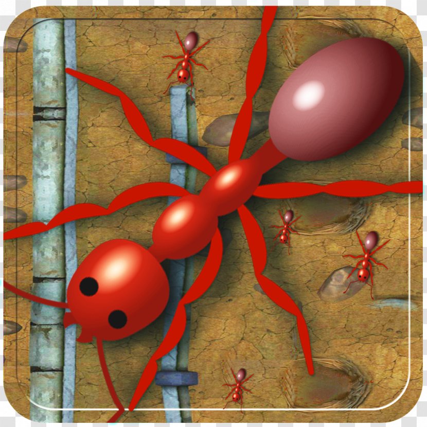 Insect IPod Touch Pest App Store Organism - Ipod - Ant Transparent PNG