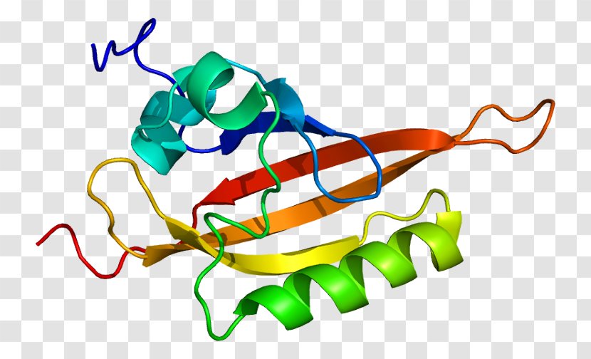Aryl Hydrocarbon Receptor Nuclear Translocator Basic Helix-loop-helix - Gene Transparent PNG
