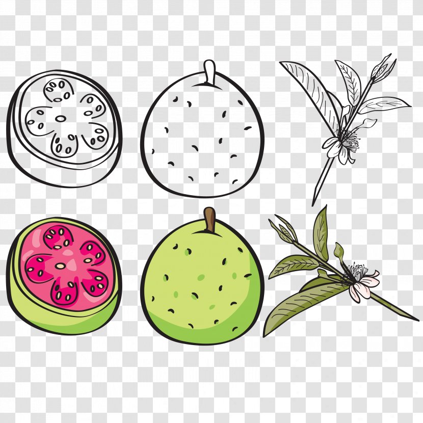 Download Illustration - Point - Vector Black And White Color Grapefruit Transparent PNG