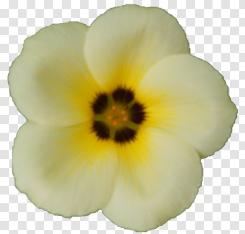 Pansy Petal Herbaceous Plant Plants - Flowering - Corn Transparent PNG